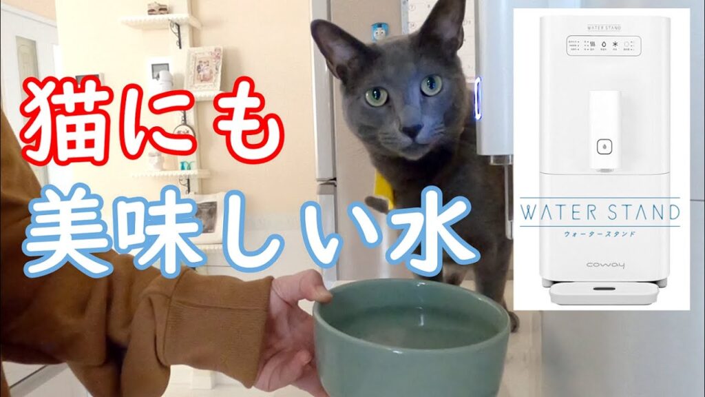 猫と共有ウォータースタンド